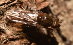 Parydra quadripunctata