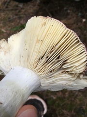 Russula versicolor