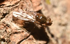 Parydra quadripunctata