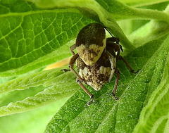 Sciobius