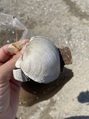 Mercenaria mercenaria