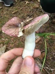 Russula versicolor