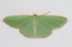 Chlorocoma didita
