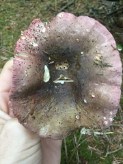 Russula versicolor