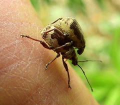 Sciobius