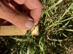 Muhlenbergia frondosa