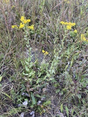 Solidago rigida glabrata