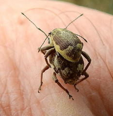 Sciobius