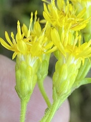 Solidago rigida glabrata