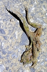 Fejervarya multistriata