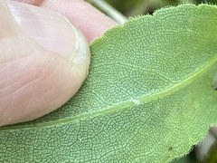 Solidago rigida glabrata