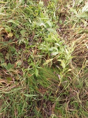 Achillea asiatica