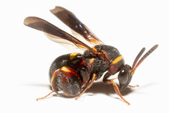 Leucospis slossonae