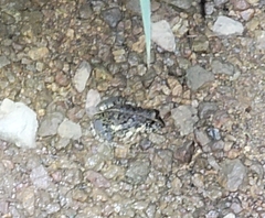 Fejervarya multistriata