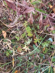 Ranunculus propinquus