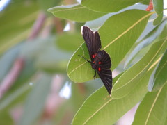 Melanis acroleuca acroleuca