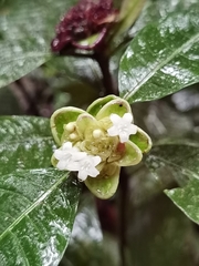 Palicourea glomerulata