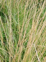 Poaceae
