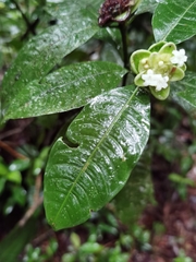 Palicourea glomerulata