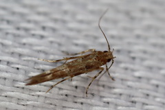 Anatrachyntis rileyi