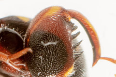 Leucospis slossonae