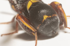 Leucospis slossonae