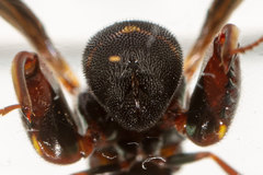 Leucospis slossonae