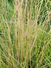Poaceae