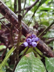 Palicourea glomerulata