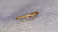 Anatrachyntis rileyi