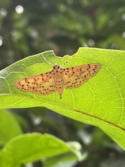 Conogethes punctiferalis