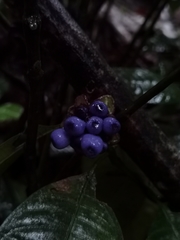 Palicourea glomerulata