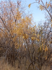 Salix schwerinii