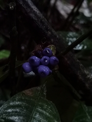 Palicourea glomerulata