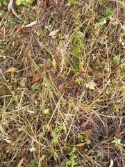 Ranunculus propinquus