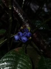 Palicourea glomerulata