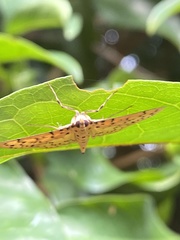 Conogethes punctiferalis