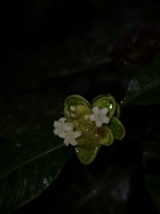 Palicourea glomerulata