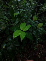 Palicourea glomerulata