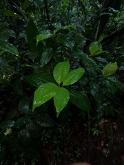 Palicourea glomerulata