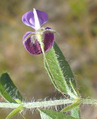 Psoralea plauta