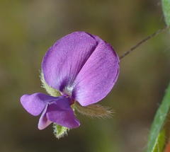 Psoralea plauta