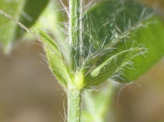 Psoralea plauta
