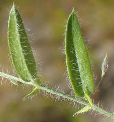 Psoralea plauta