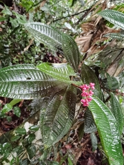 Miconia simplex