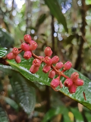 Miconia simplex