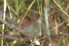 Brachynemurus versutus