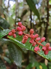 Miconia simplex