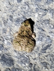 Fejervarya multistriata