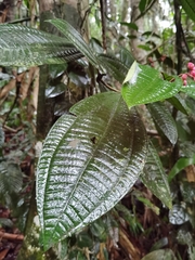 Miconia simplex